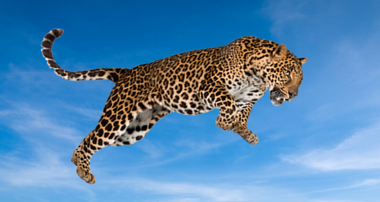Springender Jaguar